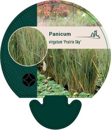 Panicum virgatum 'Prairie Sky' geen maat specificatie 0,55L/P9cm - afbeelding 2