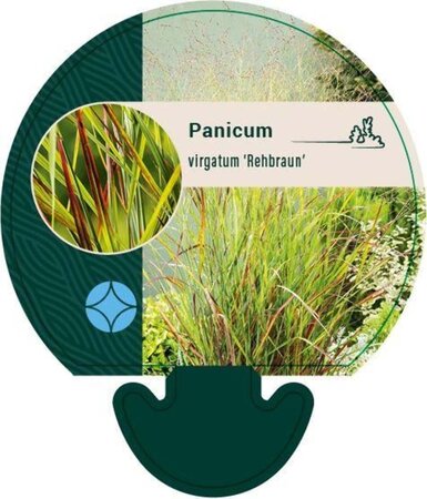 Panicum virgatum 'Rehbraun' geen maat specificatie 0,55L/P9cm - afbeelding 2