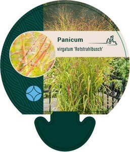 Panicum virgatum 'Rotstrahlbusch' geen maat specificatie 0,55L/P9cm - afbeelding 3