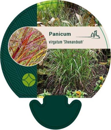 Panicum virgatum 'Shenandoah' geen maat specificatie 0,55L/P9cm - afbeelding 4