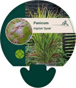Panicum virgatum 'Squaw' geen maat specificatie 0,55L/P9cm - afbeelding 3