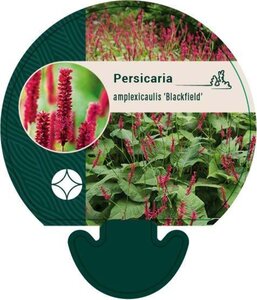 Persicaria a. 'Blackfield' geen maat specificatie 0,55L/P9cm - afbeelding 6