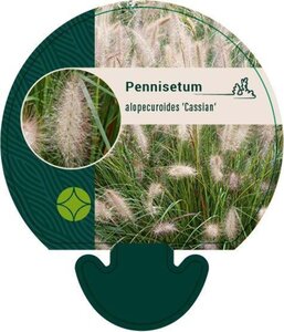Pennisetum al. 'Cassian' geen maat specificatie 0,55L/P9cm - afbeelding 2