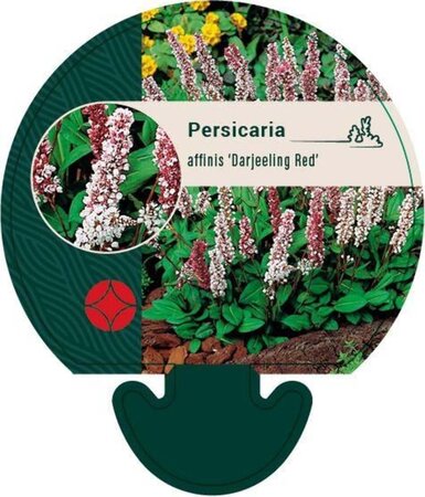Persicaria aff. 'Darjeeling Red' geen maat specificatie 0,55L/P9cm - afbeelding 2