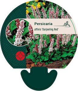 Persicaria aff. 'Darjeeling Red' geen maat specificatie 0,55L/P9cm - afbeelding 2