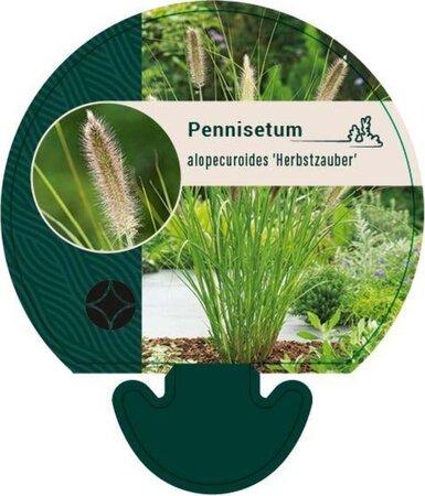 Pennisetum al. 'Herbstzauber' geen maat specificatie 0,55L/P9cm - afbeelding 3