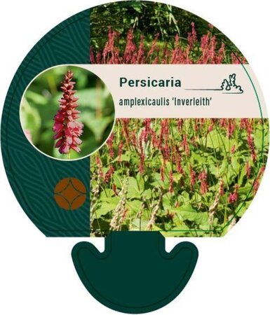 Persicaria a. 'Inverleith' geen maat specificatie 0,55L/P9cm - afbeelding 1