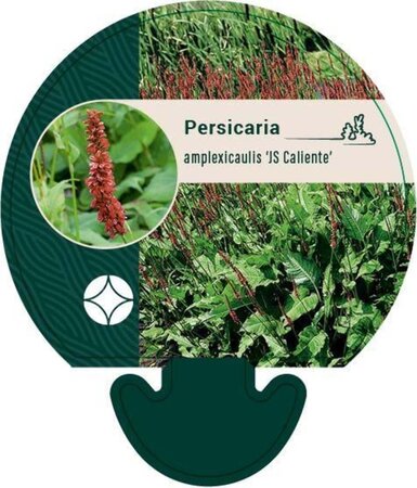 Persicaria a. 'JS Caliente' geen maat specificatie 0,55L/P9cm - afbeelding 1