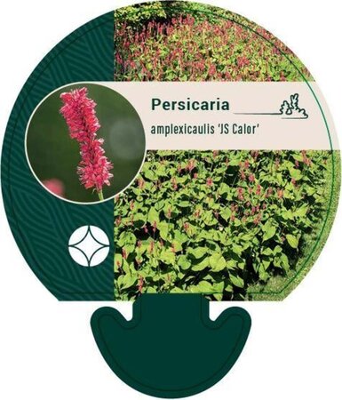 Persicaria a. 'JS Calor' geen maat specificatie 0,55L/P9cm