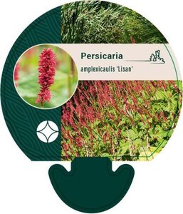Persicaria a. 'Lisan' geen maat specificatie 0,55L/P9cm - afbeelding 1