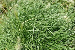 Pennisetum alopecuroides = Fountain Grass geen maat specificatie cont. 3,0L - afbeelding 1
