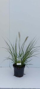 Pennisetum alopecuroides = Fountain Grass geen maat specificatie cont. 3,0L - afbeelding 3
