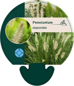 Pennisetum alopecuroides = Fountain Grass geen maat specificatie 0,55L/P9cm - afbeelding 4