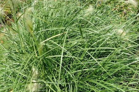 Pennisetum alopecuroides = Fountain Grass geen maat specificatie 0,55L/P9cm - afbeelding 1