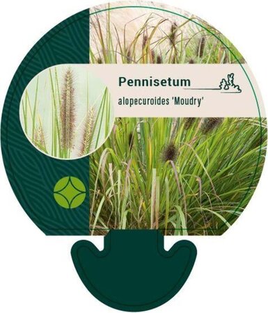 Pennisetum al. 'Moudry' geen maat specificatie 0,55L/P9cm - afbeelding 8