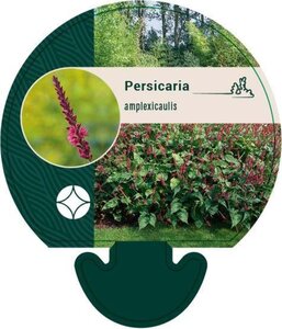 Persicaria amplexicaulis geen maat specificatie 0,55L/P9cm - afbeelding 2