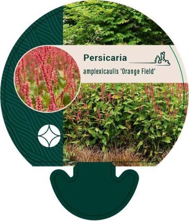Persicaria a. 'Orangofield' geen maat specificatie 0,55L/P9cm - afbeelding 1