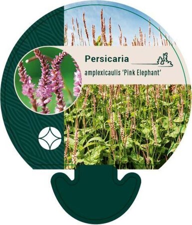 Persicaria a. 'Pink Elephant' geen maat specificatie 0,55L/P9cm - afbeelding 1