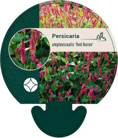 Persicaria a. 'Red Baron' geen maat specificatie 0,55L/P9cm