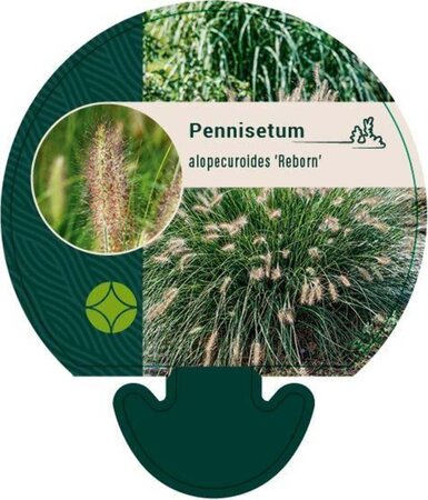 Pennisetum al. 'Reborn' geen maat specificatie 0,55L/P9cm