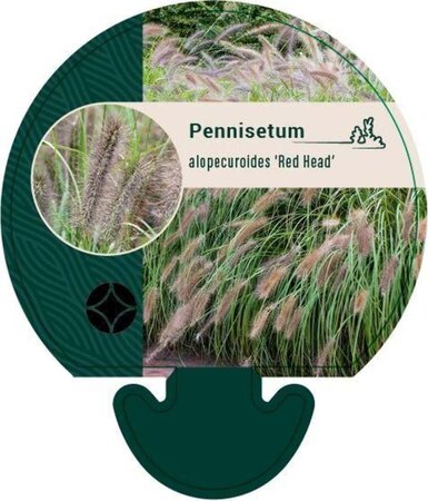 Pennisetum al. 'Redhead' geen maat specificatie 0,55L/P9cm - afbeelding 3