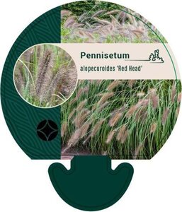 Pennisetum al. 'Redhead' geen maat specificatie 0,55L/P9cm - afbeelding 3