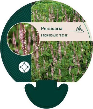 Persicaria a. 'Rosea' geen maat specificatie 0,55L/P9cm