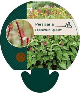 Persicaria a. 'Speciosa' = Firetail geen maat specificatie 0,55L/P9cm - afbeelding 2