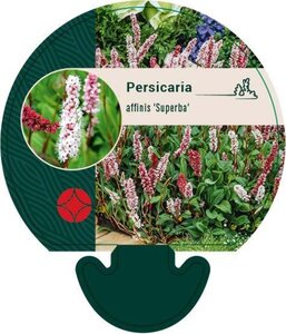 Persicaria aff. 'Superba' geen maat specificatie 0,55L/P9cm - afbeelding 4