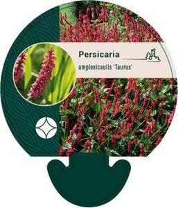 Persicaria a. 'Taurus' geen maat specificatie 0,55L/P9cm - afbeelding 6