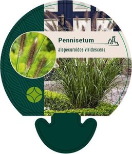 Pennisetum alopecuroides viridesc. geen maat specificatie 0,55L/P9cm - afbeelding 3
