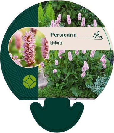 Persicaria bistorta geen maat specificatie 0,55L/P9cm - afbeelding 3