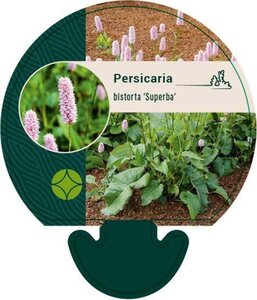 Persicaria bistorta 'Superba' geen maat specificatie 0,55L/P9cm - afbeelding 3