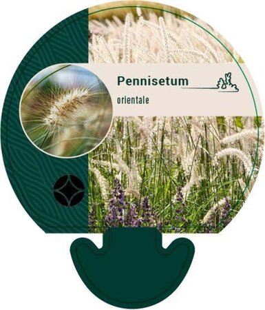 Pennisetum orientale geen maat specificatie 0,55L/P9cm - afbeelding 3