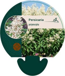 Persicaria polymorpha geen maat specificatie 0,55L/P9cm - afbeelding 1