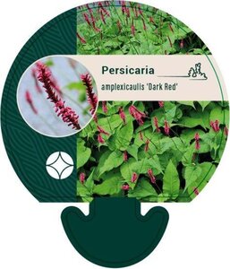 Persicaria a. 'Dark Red' geen maat specificatie 0,55L/P9cm - afbeelding 6