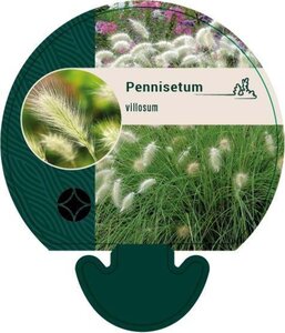 Pennisetum villosum geen maat specificatie 0,55L/P9cm - afbeelding 3