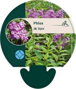 Phlox (M) 'Alpha' geen maat specificatie 0,55L/P9cm