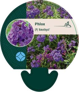 Phlox (P) 'Amethyst' geen maat specificatie 0,55L/P9cm