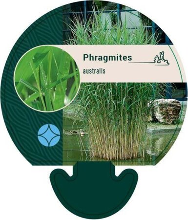 Phragmites australis geen maat specificatie 0,55L/P9cm - afbeelding 6