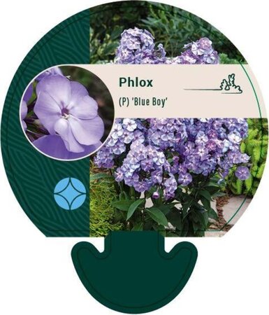 Phlox (P) 'Blue Boy' geen maat specificatie 0,55L/P9cm - afbeelding 2