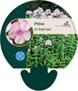 Phlox (P) 'Bright Eyes' geen maat specificatie 0,55L/P9cm - afbeelding 3