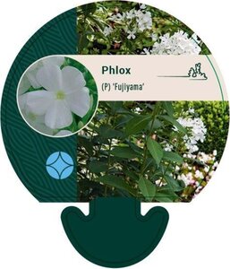 Phlox (P) 'Fujiyama' geen maat specificatie 0,55L/P9cm