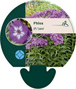 Phlox (P) 'Laura' geen maat specificatie 0,55L/P9cm - afbeelding 2