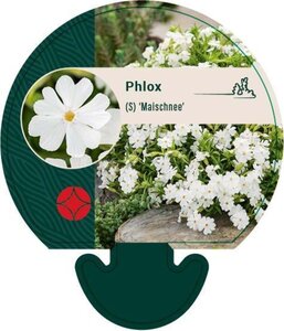 Phlox (S) 'Maischnee' geen maat specificatie 0,55L/P9cm