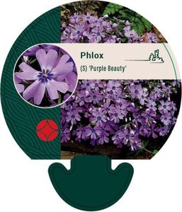Phlox (S) 'Purple Beauty' geen maat specificatie 0,55L/P9cm - afbeelding 3