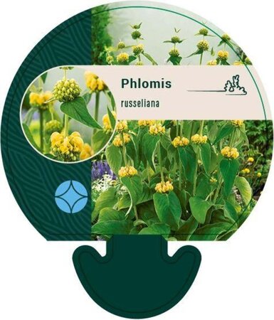 Phlomis russeliana geen maat specificatie 0,55L/P9cm - afbeelding 4