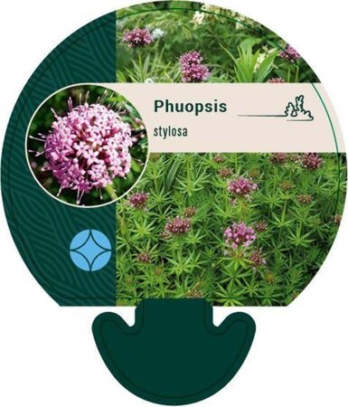 Phuopsis stylosa geen maat specificatie 0,55L/P9cm - afbeelding 3