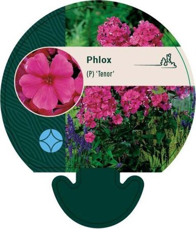 Phlox (P) 'Tenor' geen maat specificatie 0,55L/P9cm