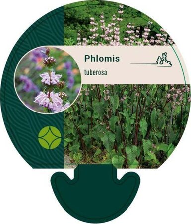 Phlomis tuberosa geen maat specificatie 0,55L/P9cm - afbeelding 3